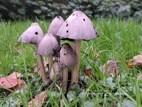 Grote kale inktzwam [Coprinopsis atramentaria]